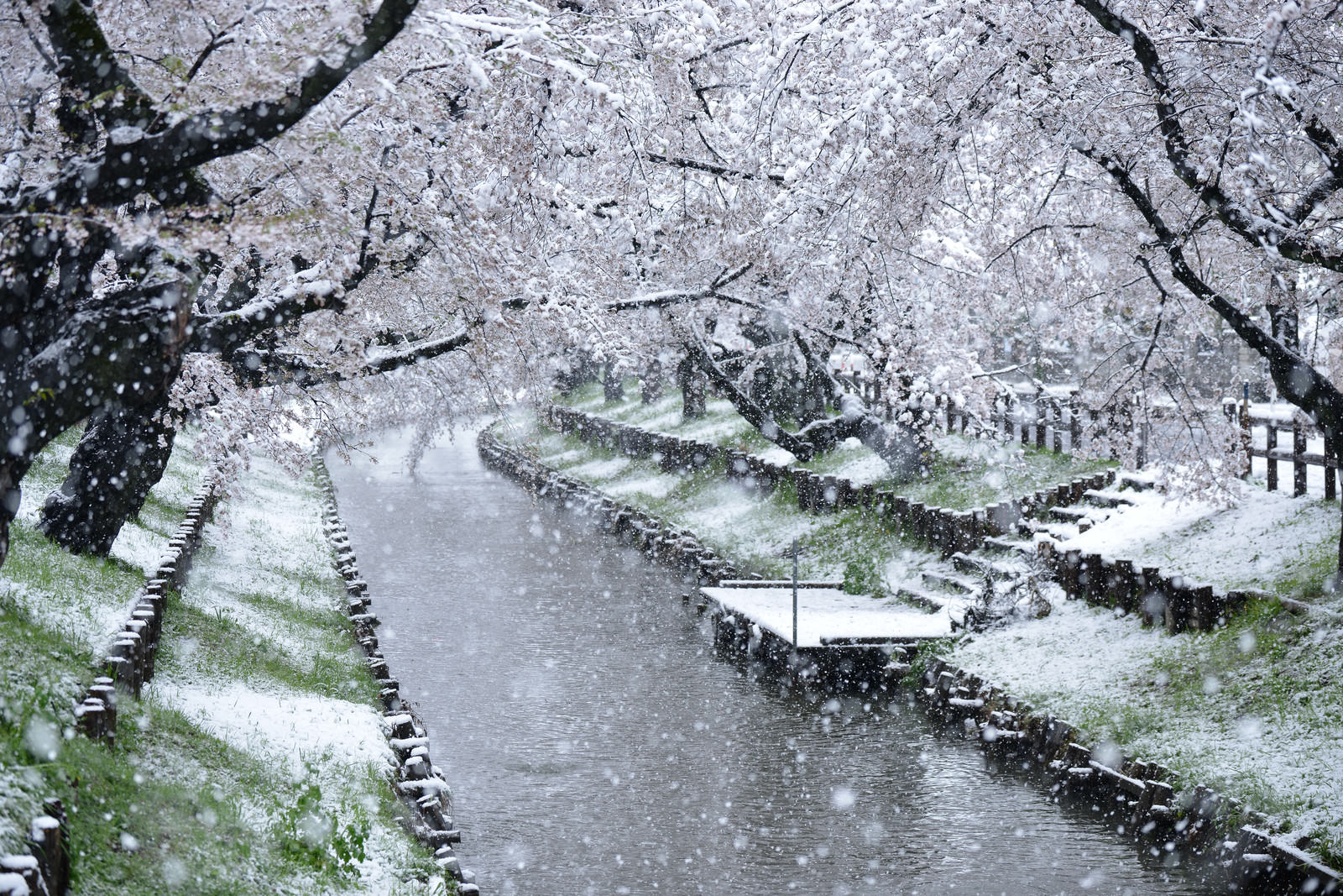 河川敷の桜並木に雪が積もった春の風景