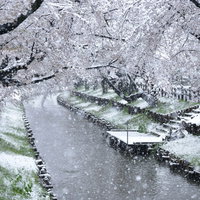 満開の桜並木に降り積もる春の雪 河川敷の桜が咲く季節の写真