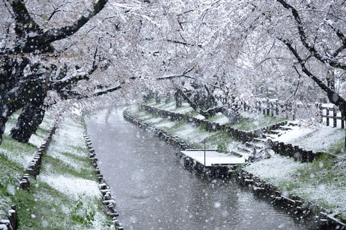 満開の桜並木に降り積もる春の雪 河川敷の桜が咲く季節