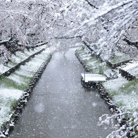 降雪と桜と川の風景 春の季節の変わり目を表現した雪化粧した桜並木の写真