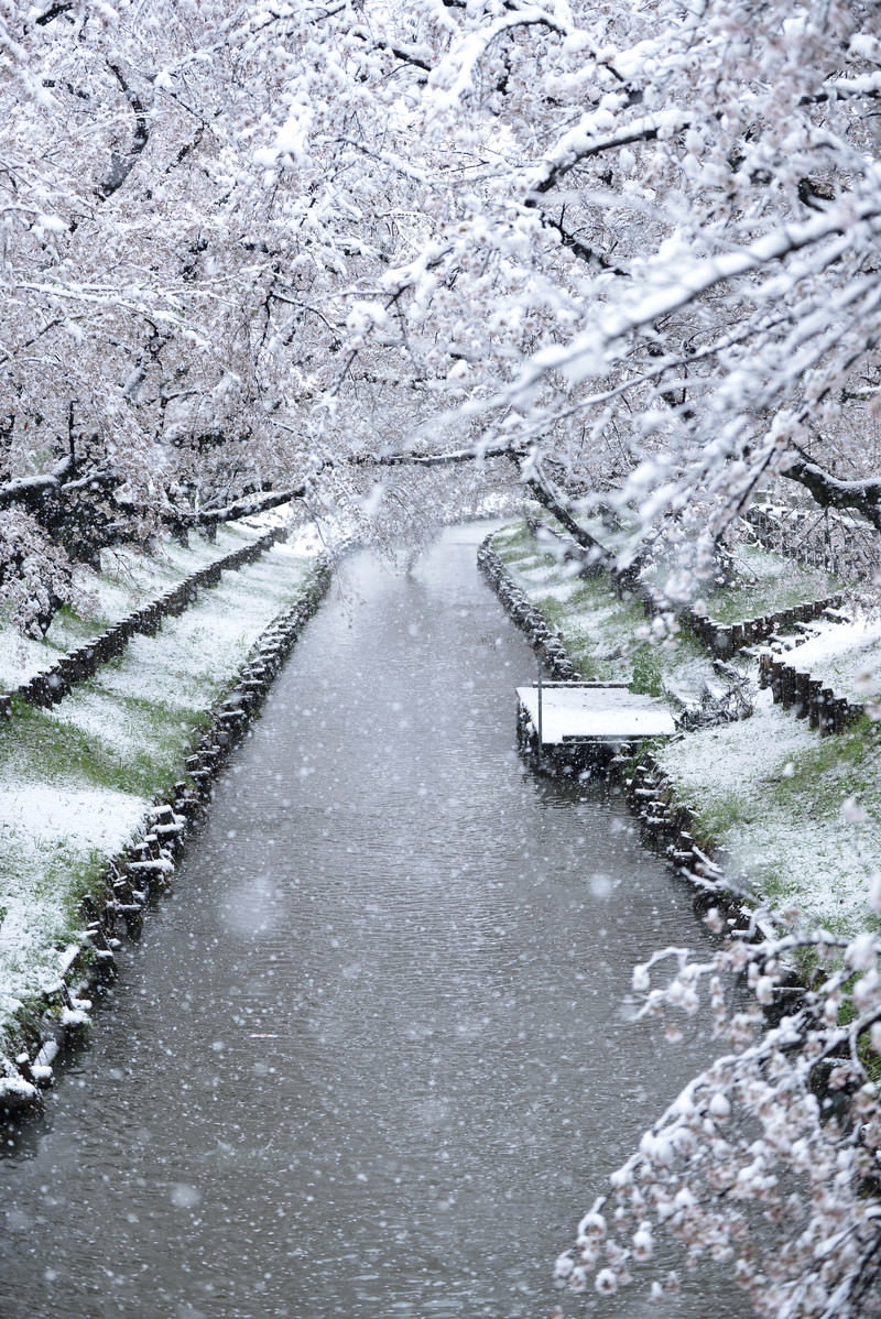 雪が積もった桜並木と川の風景、両岸の桜に雪が降り積もる
