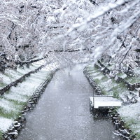 降り積もる雪と河川敷の桜並木～春先の季節の風景の写真
