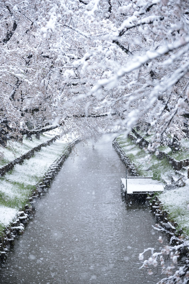 雪が積もった桜並木と河川敷の風景、白い雪と桜の枝が美しいコントラストを見せている