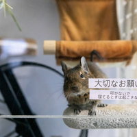 ケージの中からこちらを覗くテグー（寝てるときは起こさない）の写真
