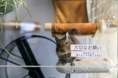 ケージの中からこちらを覗くテグー（寝てるときは起こさない）