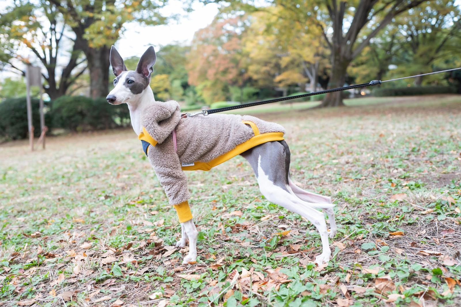 公園の芝生でオレンジ色の服を着て散歩するイタリアングレーハウンド