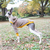公園の芝生を散歩するイタリアングレーハウンドの写真