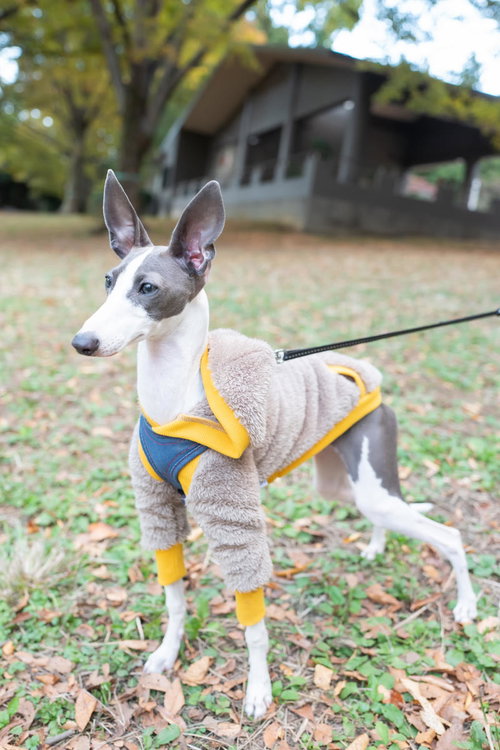 目をキラキラさせるイタリアングレーハウンド