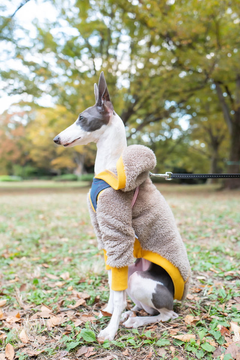青い服を着て公園の芝生でお座りするイタリアングレーハウンド