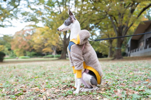 公園の芝生でお座りするイタリアングレーハウンド