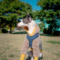 公園の芝生でお座りして周りを気にするイタリアングレーハウンドの写真