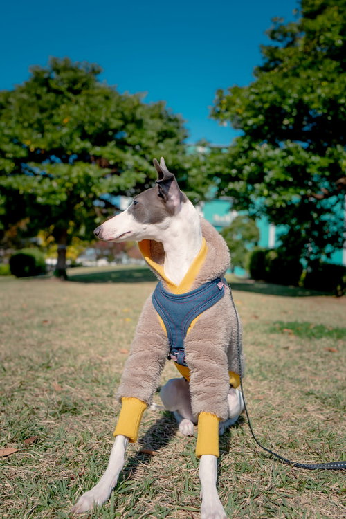 公園の芝生でお座りして周りを気にするイタリアングレーハウンド