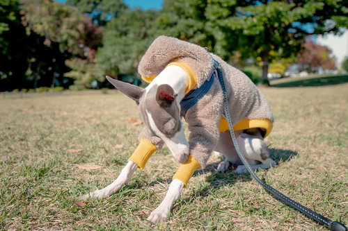 芝生の上でお座りして前脚を毛繕いするイタリアングレーハウンド