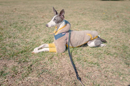 草地で伏せるイタリアングレーハウンド、黄色いリードでつながる