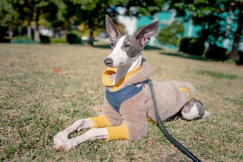 公園の芝生で伏せして小休憩するイタリアングレーハウンド