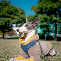 黄色いハーネスを着けて伏せをするイタリアングレーハウンドの写真