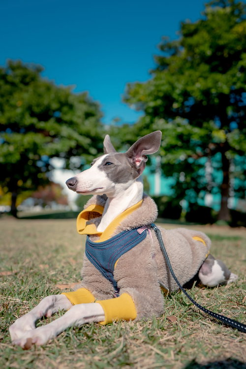 黄色いハーネスを着けて伏せをするイタリアングレーハウンド