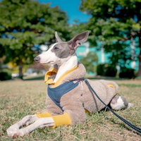 伏せをして日向ぼっこするイタリアングレーハウンドの写真