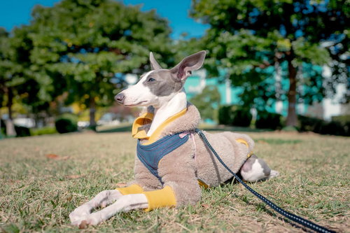 伏せをして日向ぼっこするイタリアングレーハウンド
