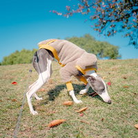 地面をクンクンするイタリアングレーハウンドと落葉の写真