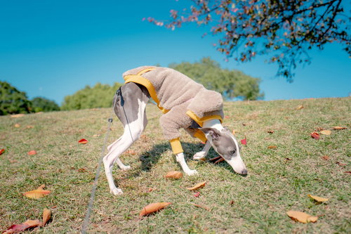 地面をクンクンするイタリアングレーハウンドと落葉