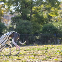 ドッグランの芝生を散歩するイタリアングレーハウンドの写真