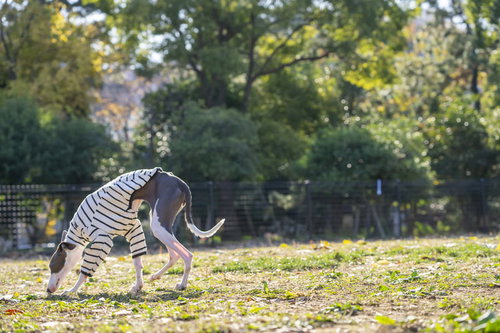 ドッグランの芝生を散歩するイタリアングレーハウンド