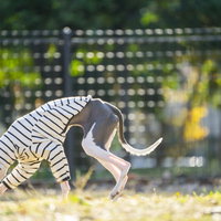 何か見つけて地面をクンクンするイタリアングレーハウンドの写真
