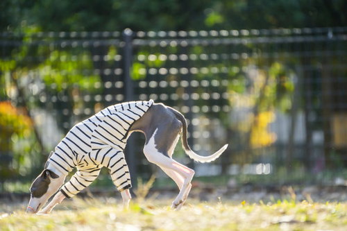 何か見つけて地面をクンクンするイタリアングレーハウンド