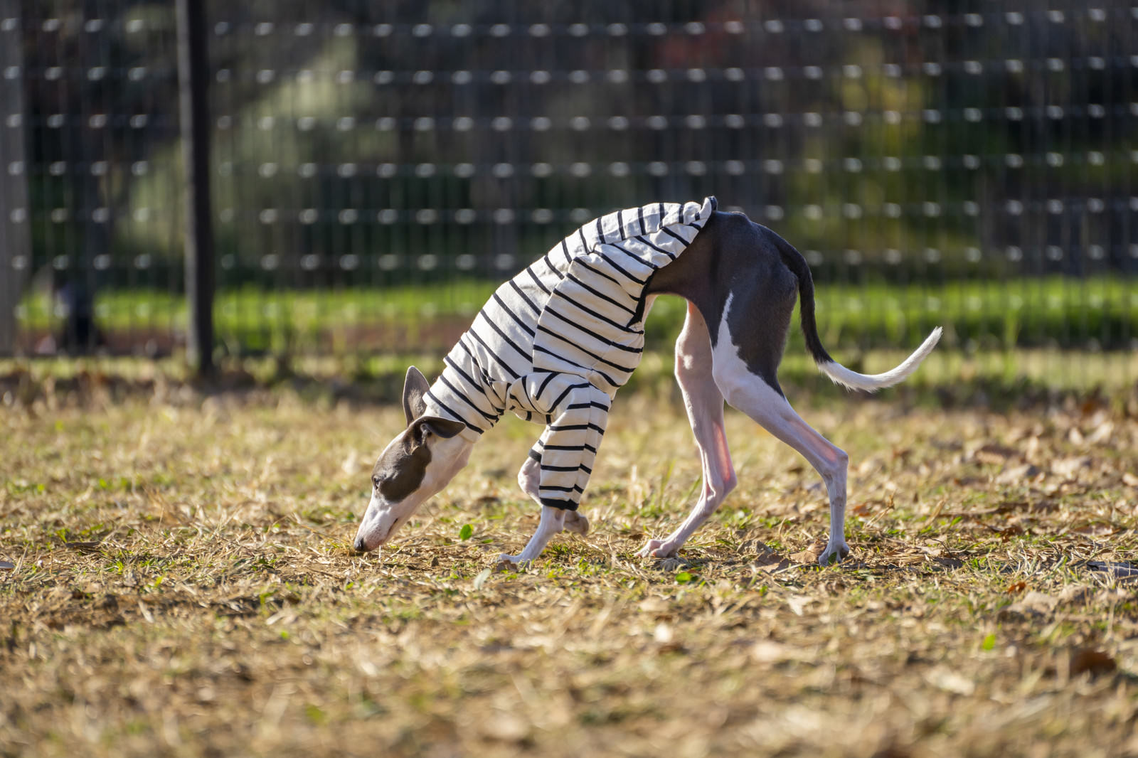 ドッグランで地面の匂いを嗅いでいるイタリアングレーハウンド
