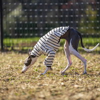 ドッグランの芝生を嗅いで回るイタリアングレーハウンドの写真