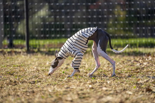 ドッグランの芝生を嗅いで回るイタリアングレーハウンド