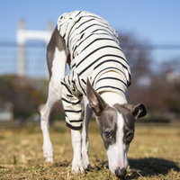 こちらを見つめ首をかしげるイタリアングレーハウンドの写真