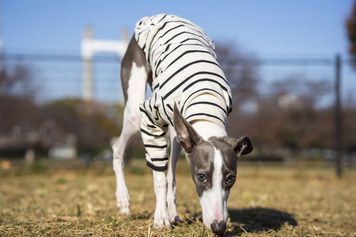 こちらを見つめ首をかしげるイタリアングレーハウンド