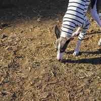 砂地の匂いをクンクン嗅ぐイタリアングレーハウンドの写真