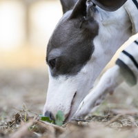 地面の匂いを嗅ぐ真顔のイタリアングレーハウンドの写真