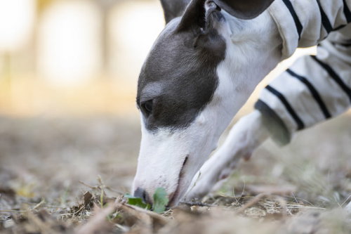 地面の匂いを嗅ぐ真顔のイタリアングレーハウンド