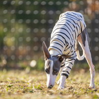 つぶらな瞳で地面の匂いを嗅ぐイタリアングレーハウンドの写真