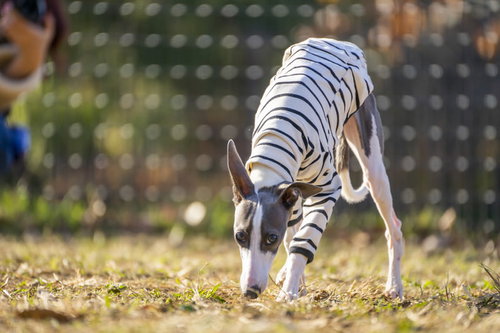 つぶらな瞳で地面の匂いを嗅ぐイタリアングレーハウンド