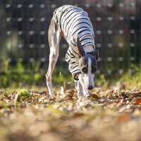 頭を下げて忍び寄るイタリアングレーハウンドの犬の写真
