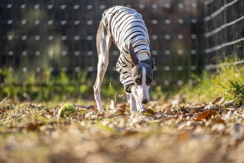 頭を下げて忍び寄るイタリアングレーハウンドの犬