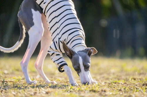 目を見開いて地面を嗅ぐイタリアングレーハウンド