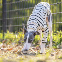 地面の匂いを嗅いで縄張りを意識するイタリアングレーハウンドの写真