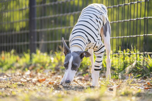 地面の匂いを嗅いで縄張りを意識するイタリアングレーハウンド