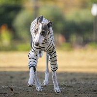 手足が細いイタリアングレーハウンドが屋外でダッシュする姿の写真