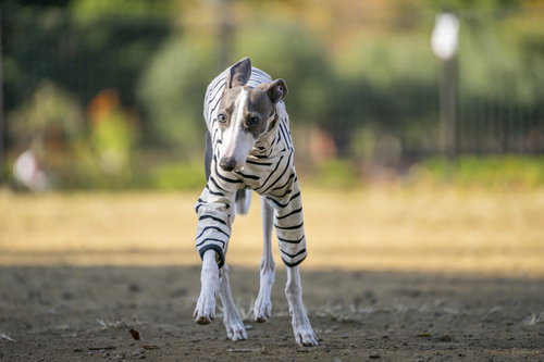 手足が細いイタリアングレーハウンドが屋外でダッシュする姿