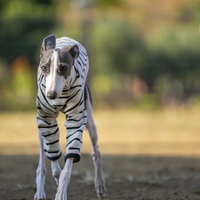 向かってくるイタリアングレーハウンド、フルスピードでダッシュする犬の写真