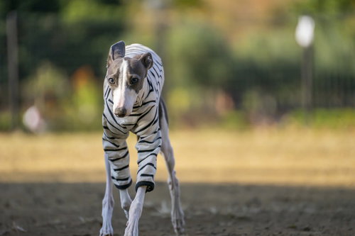 向かってくるイタリアングレーハウンド、フルスピードでダッシュする犬