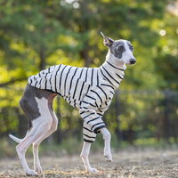 足が止まるイタリアングレーハウンド ボーダー服でポーズの写真