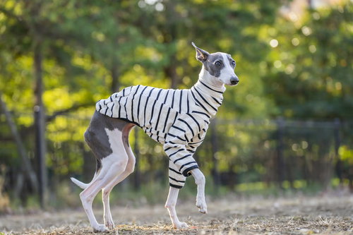 足が止まるイタリアングレーハウンド、ボーダー柄の服姿で屋外に立つ